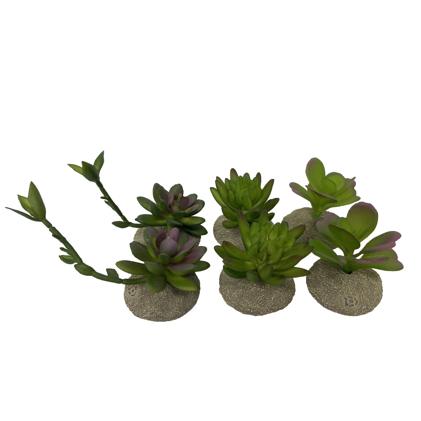 TERRA DELLA SUCCULENT