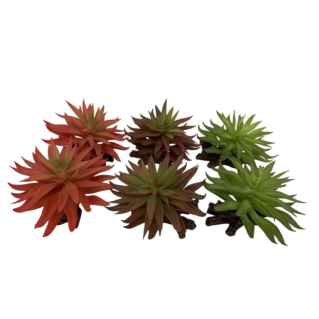 TERRA DELLA SEDUM