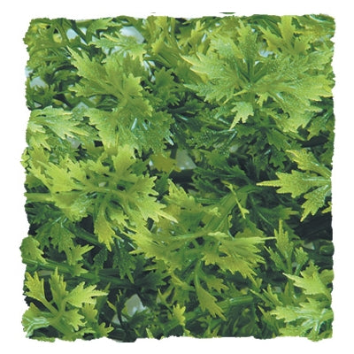 ZOO MED AUSTRALIAN MAPLE
