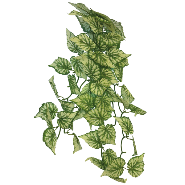 REPTO PLANT HANGING HEDERA