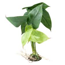 Decoratie - Planten