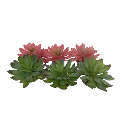 TERRA DELLA ECHEVERIA GROOT