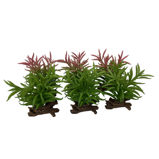 TERRA DELLA CRASSULA