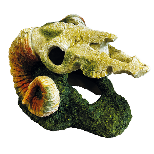 REPTO DECO GOAT SKULL