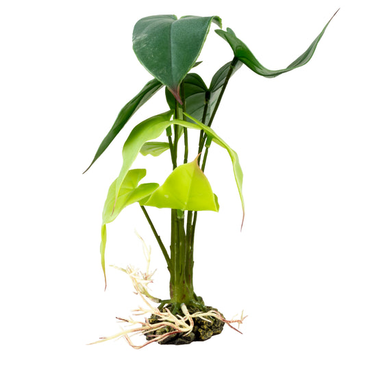TERRA DELLA ALOCASIA S/M/L - GROEN