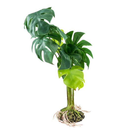 TERRA DELLA MONSTERA S/M/L - GROEN
