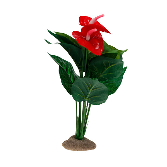 ANTHURIUM 12X10X30CM GROEN - Reptipassie
