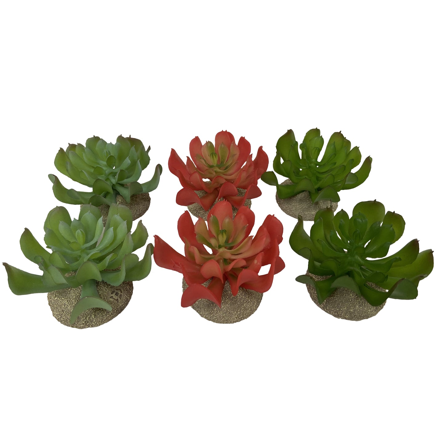 TERRA DELLA ECHEVERIA
