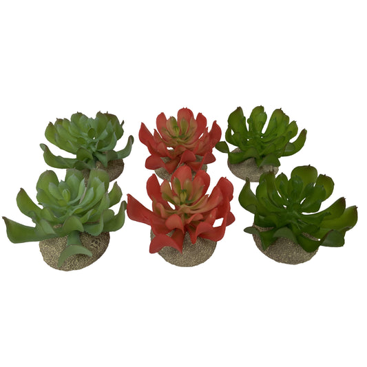 TERRA DELLA ECHEVERIA